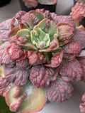 Echeveria Livingstone