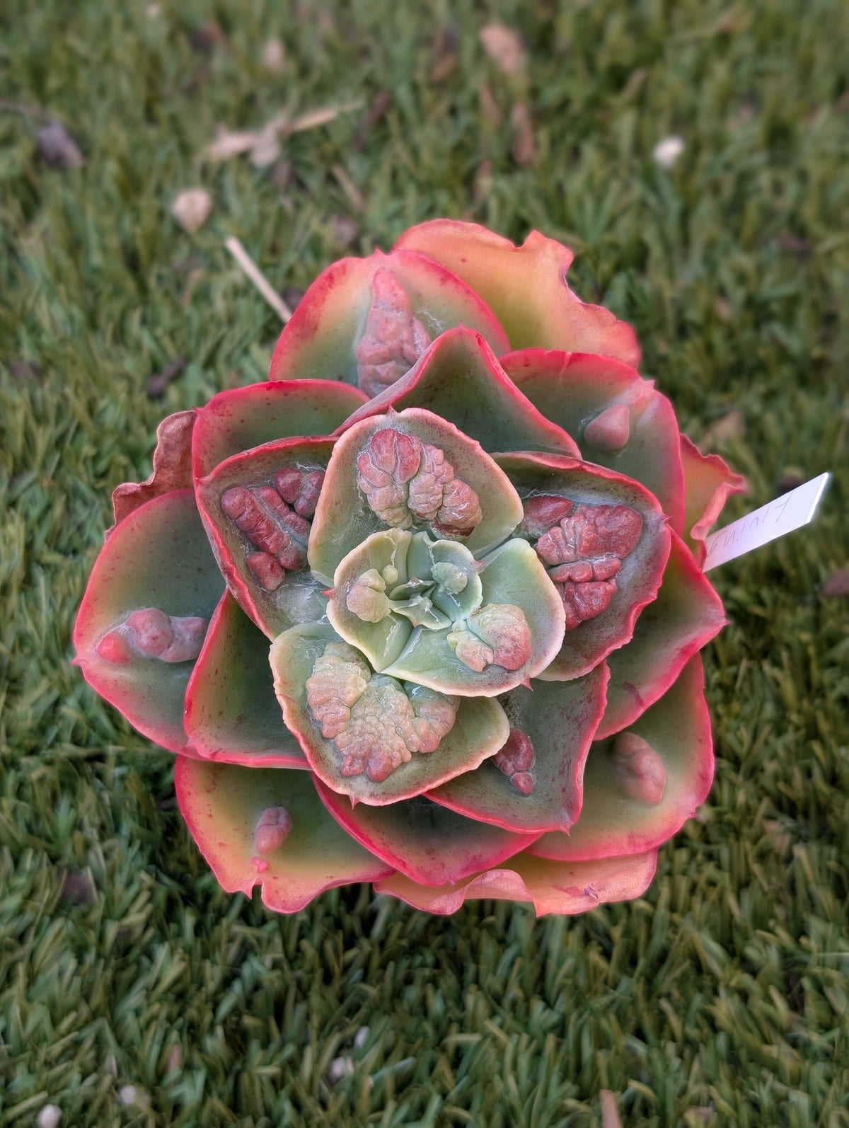 Echeveria Livingstone