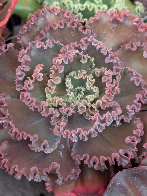 Echeveria Madamoiselle