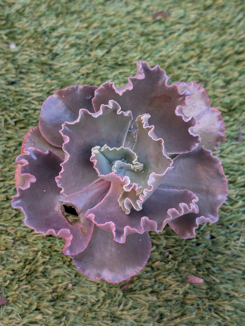 Echeveria Madamoiselle