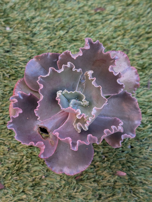 Echeveria Madamoiselle