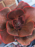 Echeveria Mahogany Rose