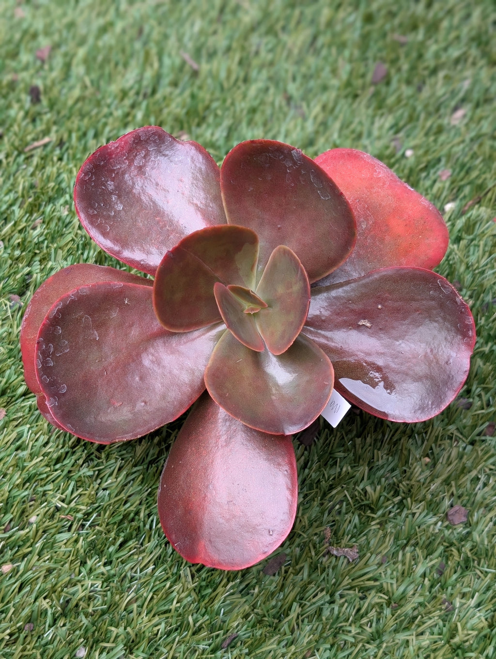 Echeveria Mahogany Rose