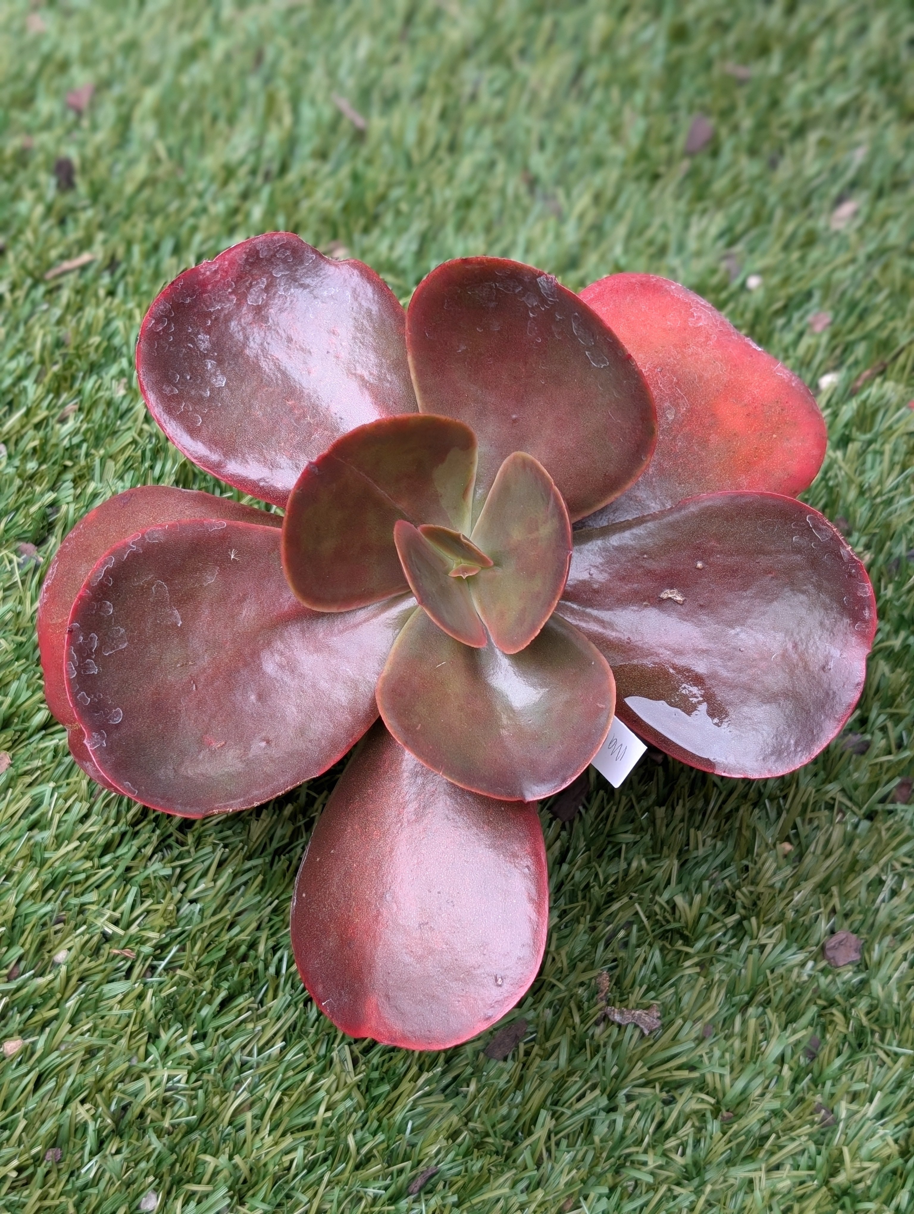 Echeveria Mahogany Rose