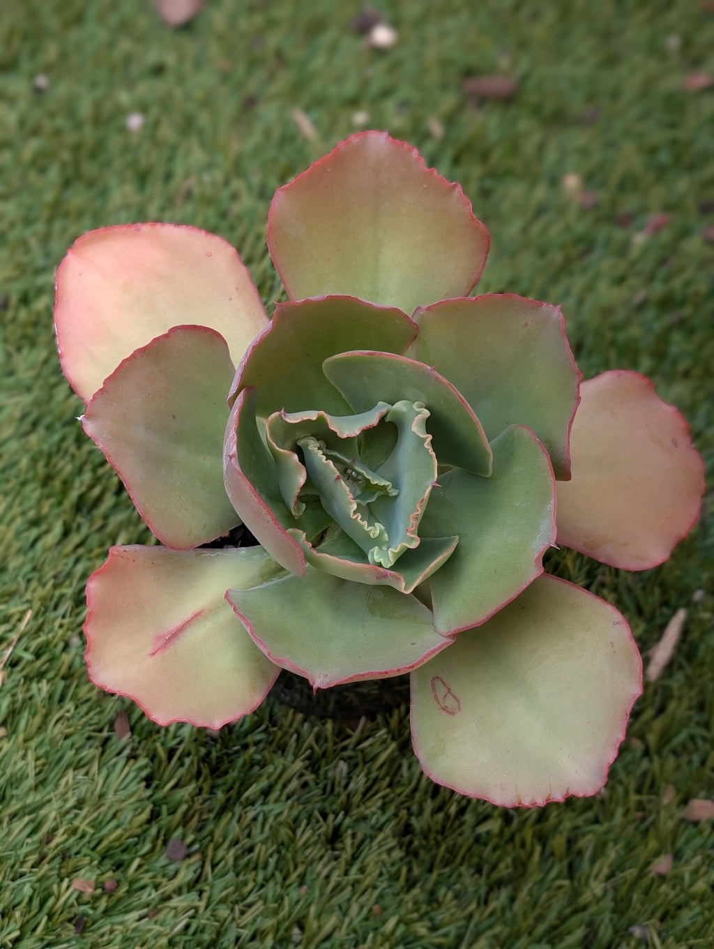 Echeveria Mal Morgan Hybrid