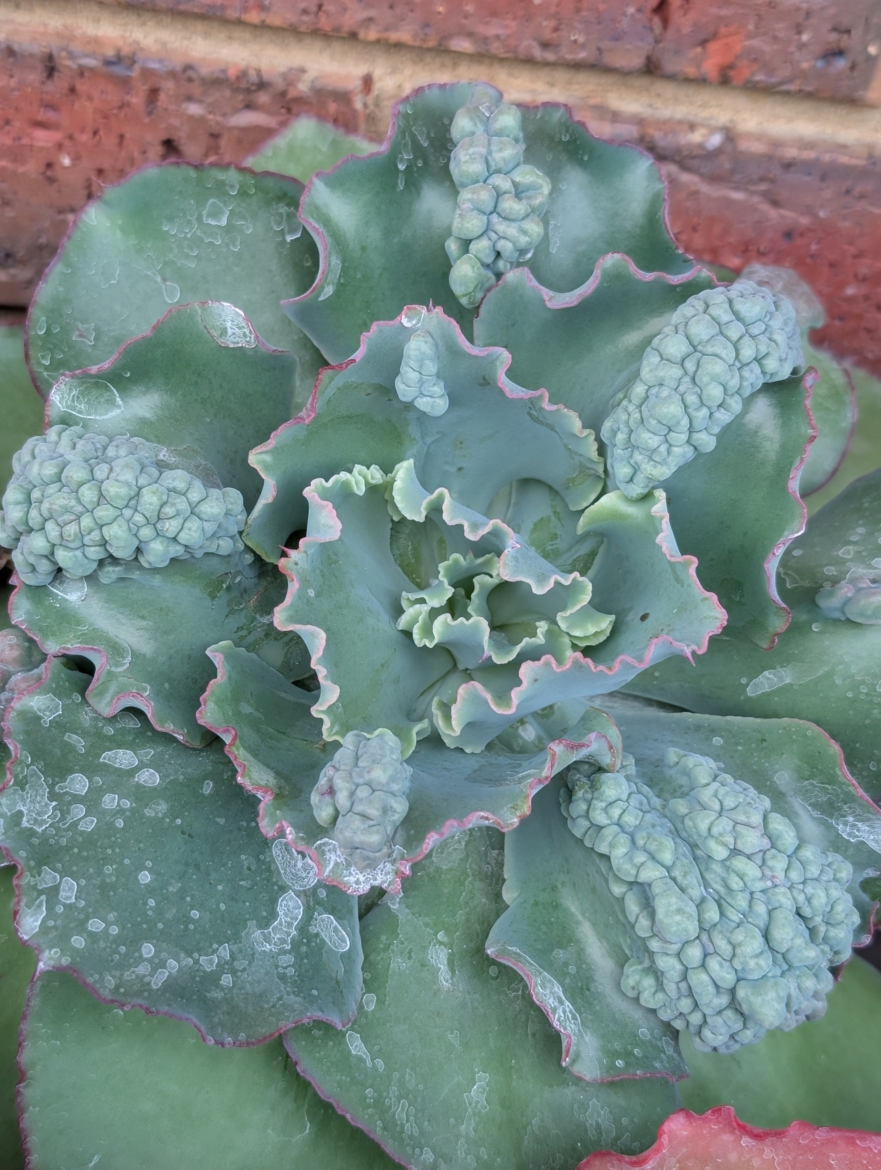 Echeveria Mal Morgan Hybrid