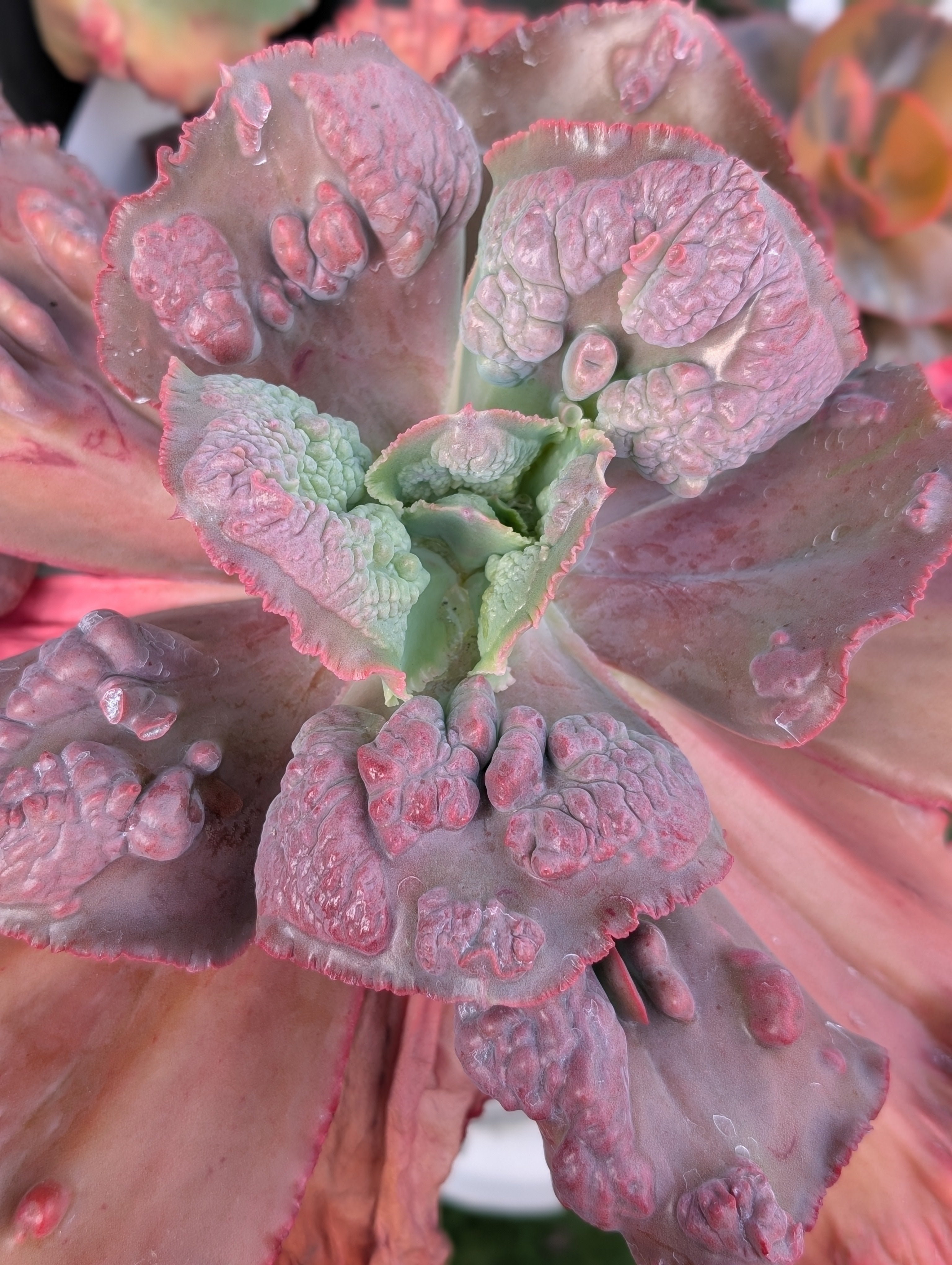 Echeveria Mary Dianne