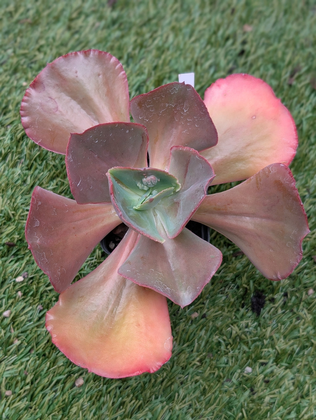 Echeveria Mary Dianne