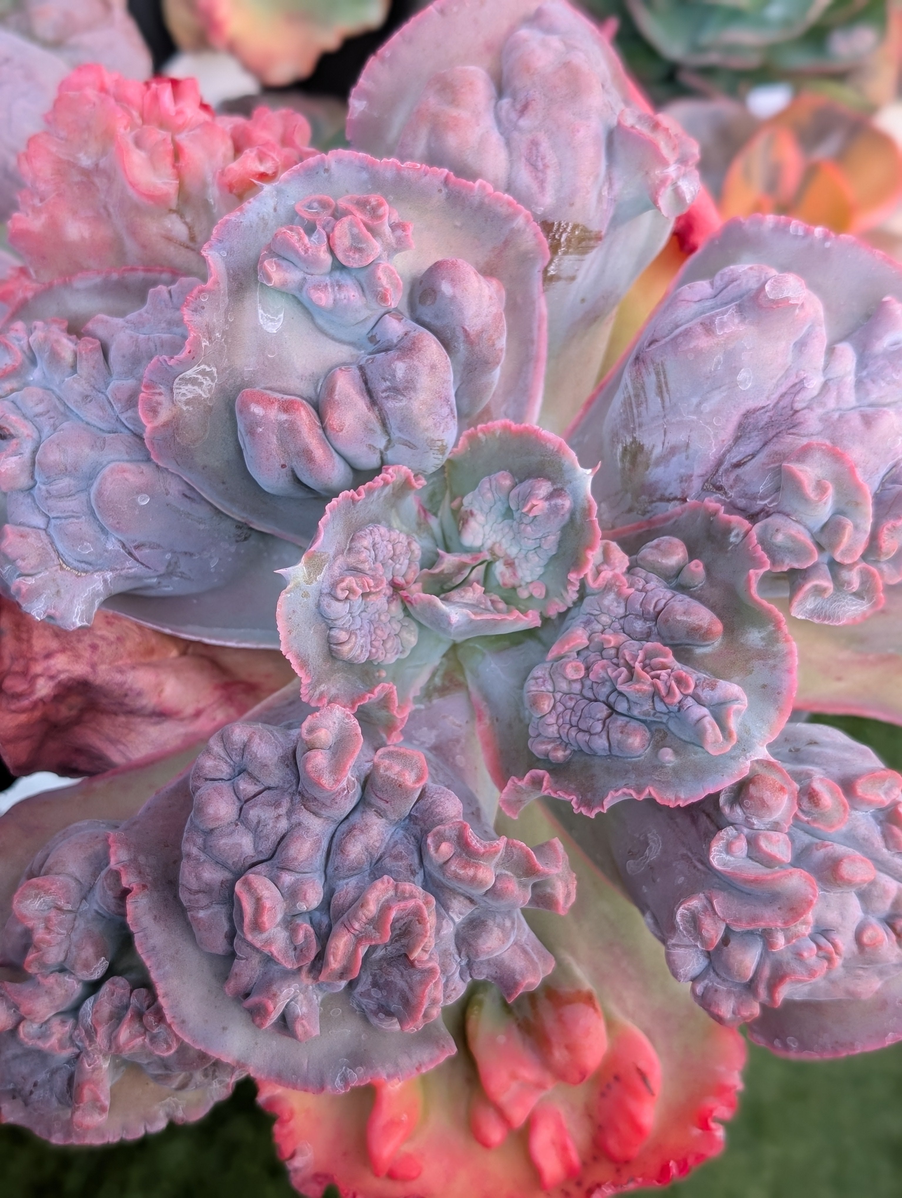 Echeveria Mary Ethel