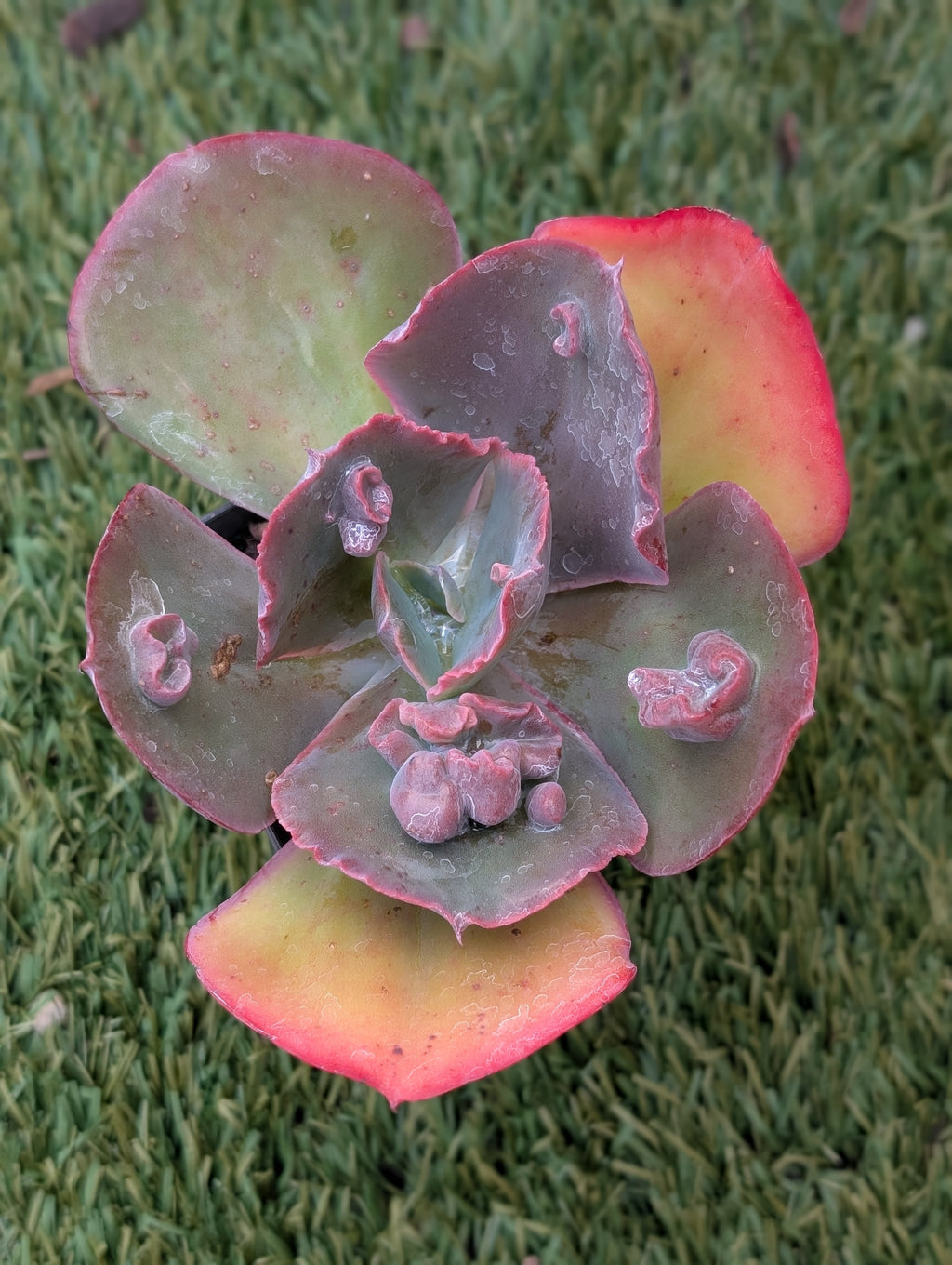 Echeveria Mary Ethel