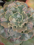 Echeveria Mary Poppins