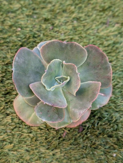 Echeveria Mary Poppins