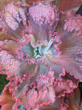 Echeveria Mauna Loa