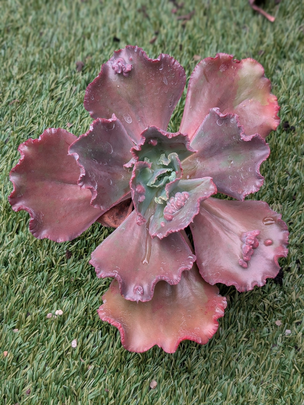 Echeveria Mauna Loa