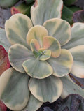 Echeveria Montreal Variegated