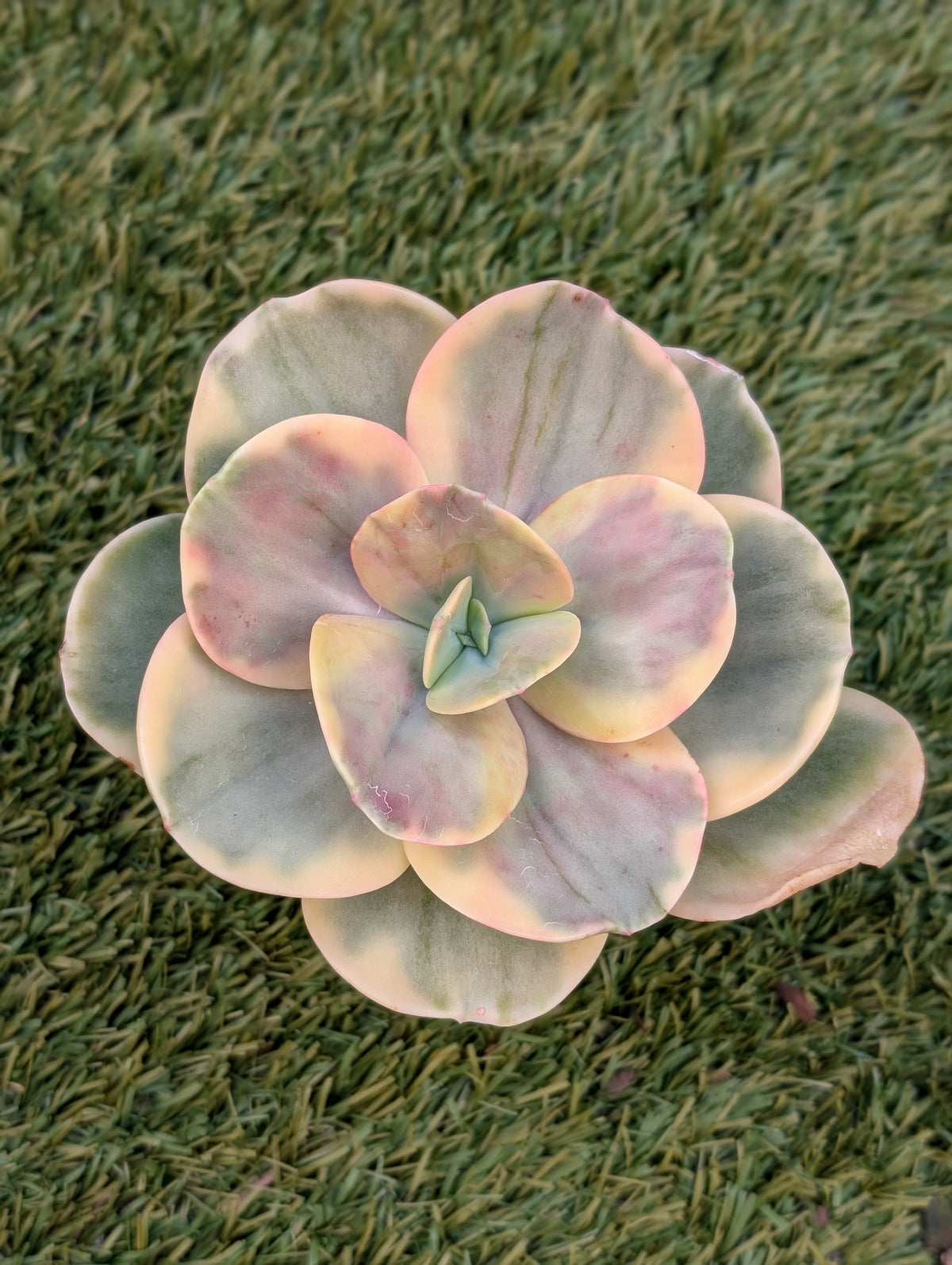 Echeveria Montreal Variegated