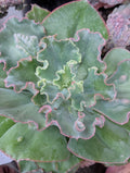 Echeveria Moon Stones