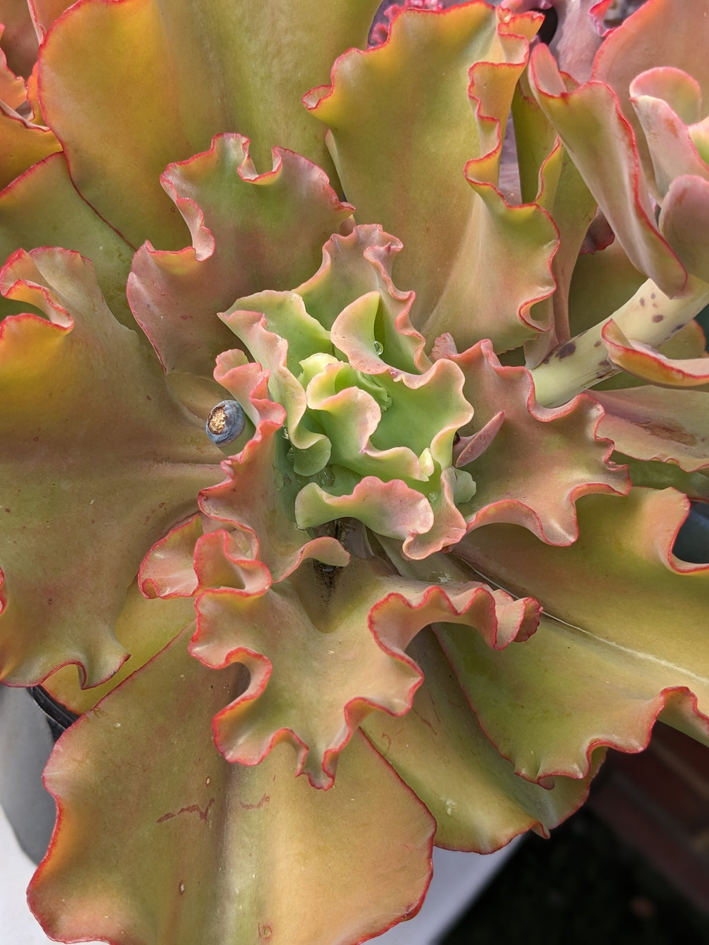 Echeveria Moon Goddess