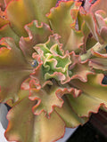 Echeveria Moon Goddess