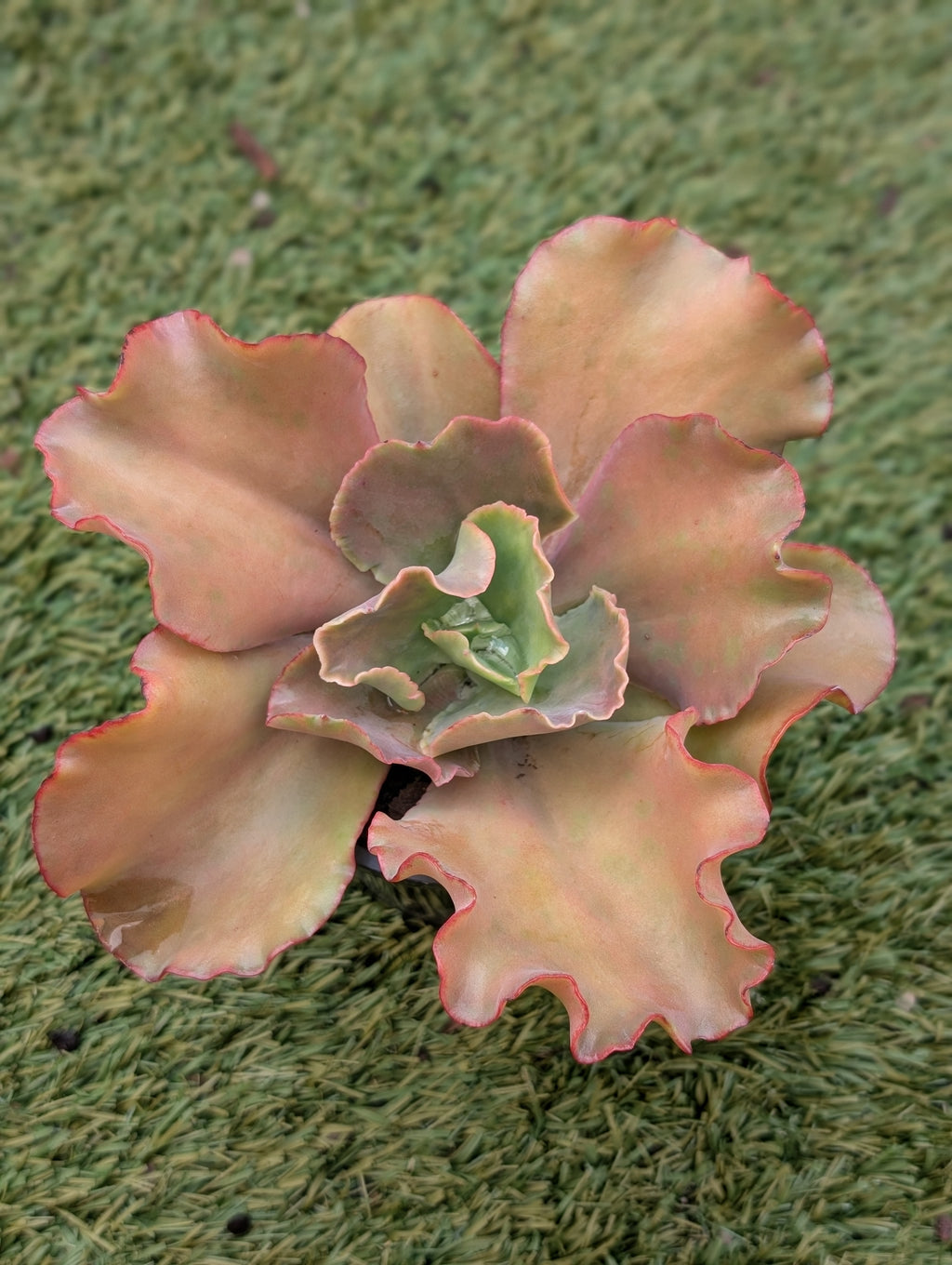 Echeveria Moon Goddess