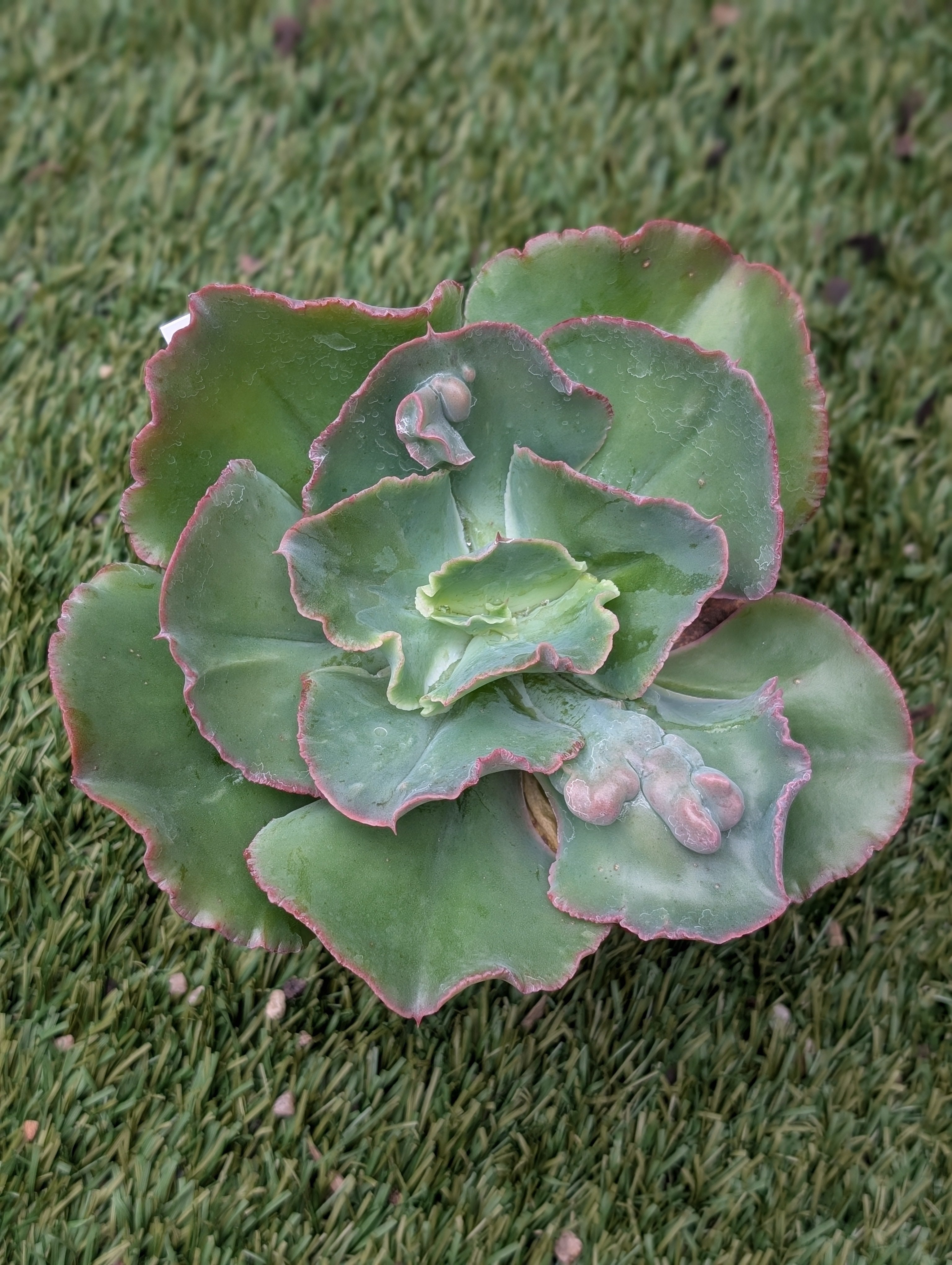 Echeveria Moon Stones