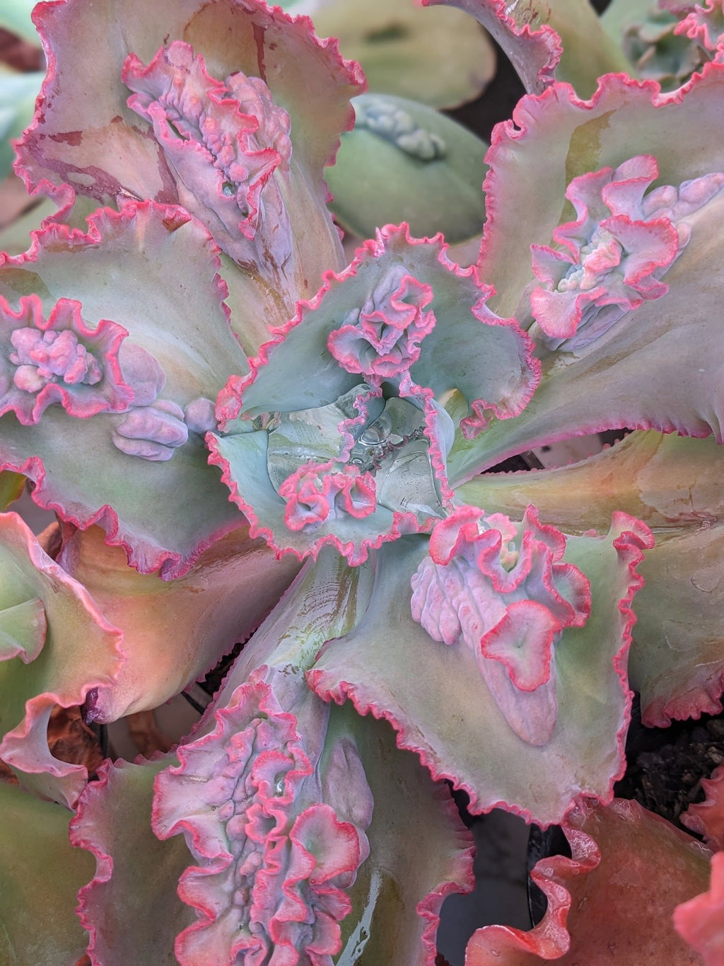 Echeveria Moulin Rouge