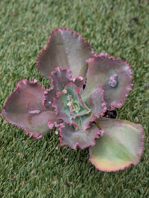 Echeveria Moulin Rouge