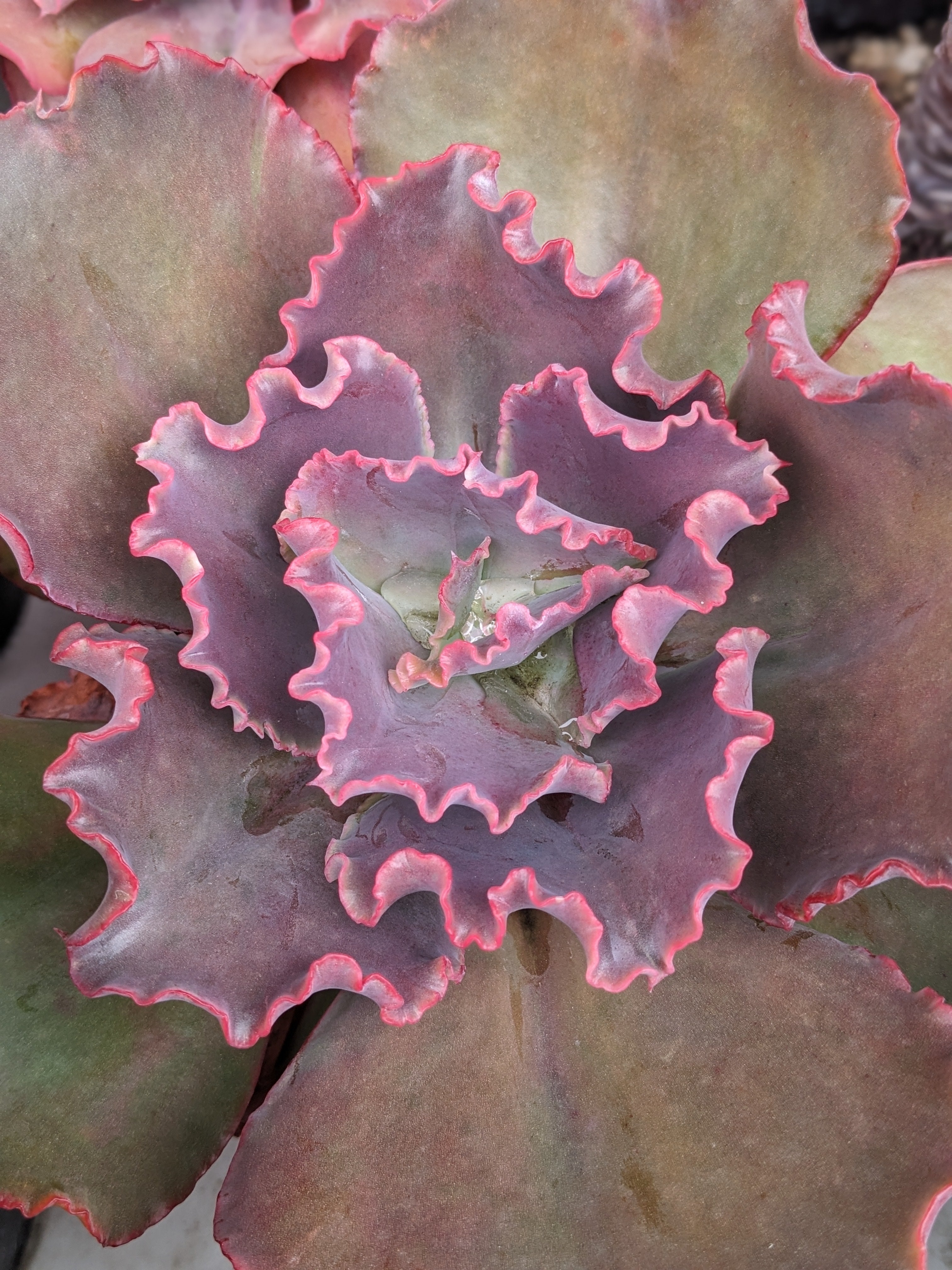 Echeveria Navajo Spirit
