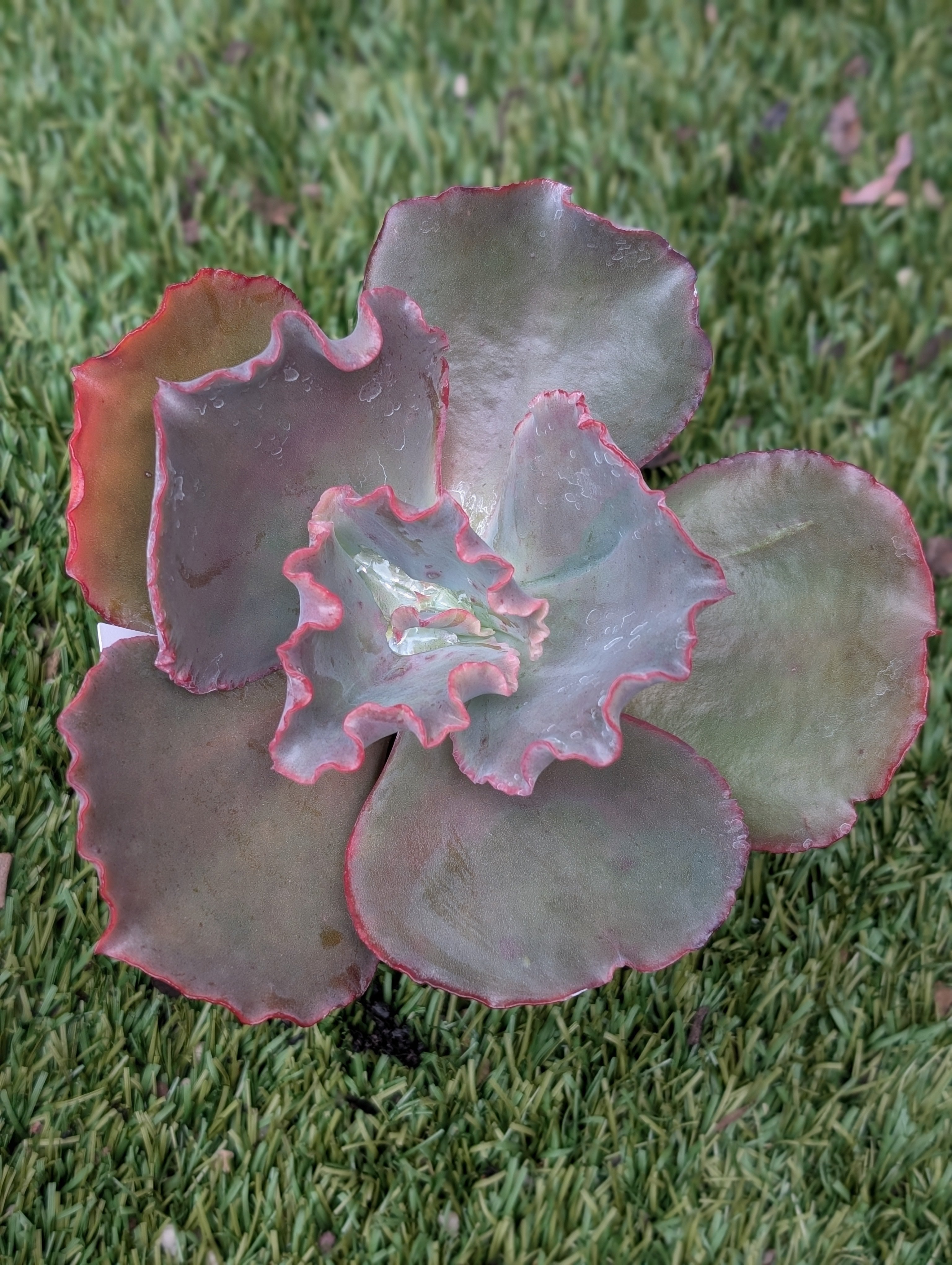 Echeveria Navajo Spirit