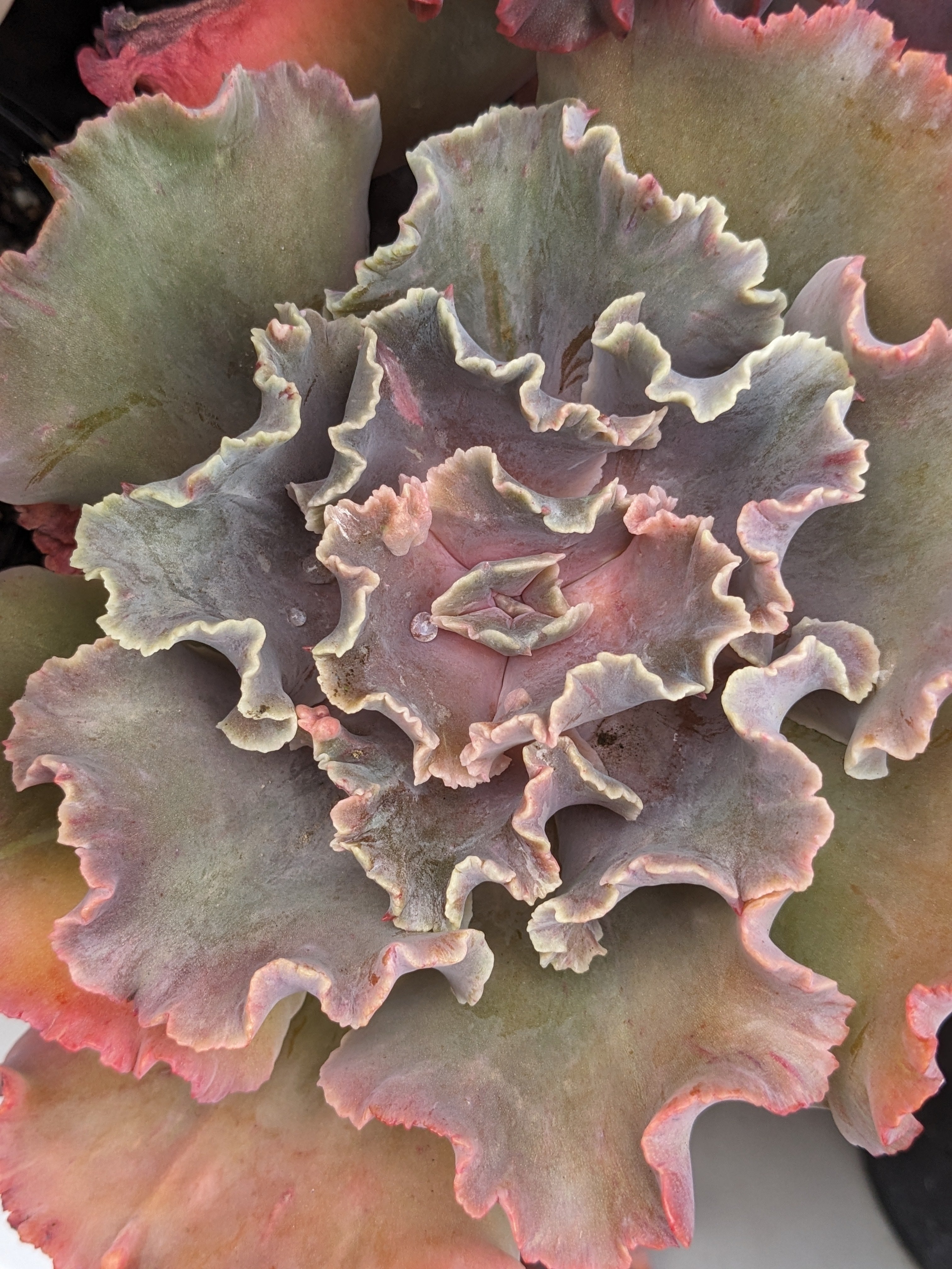 Echeveria Nebula