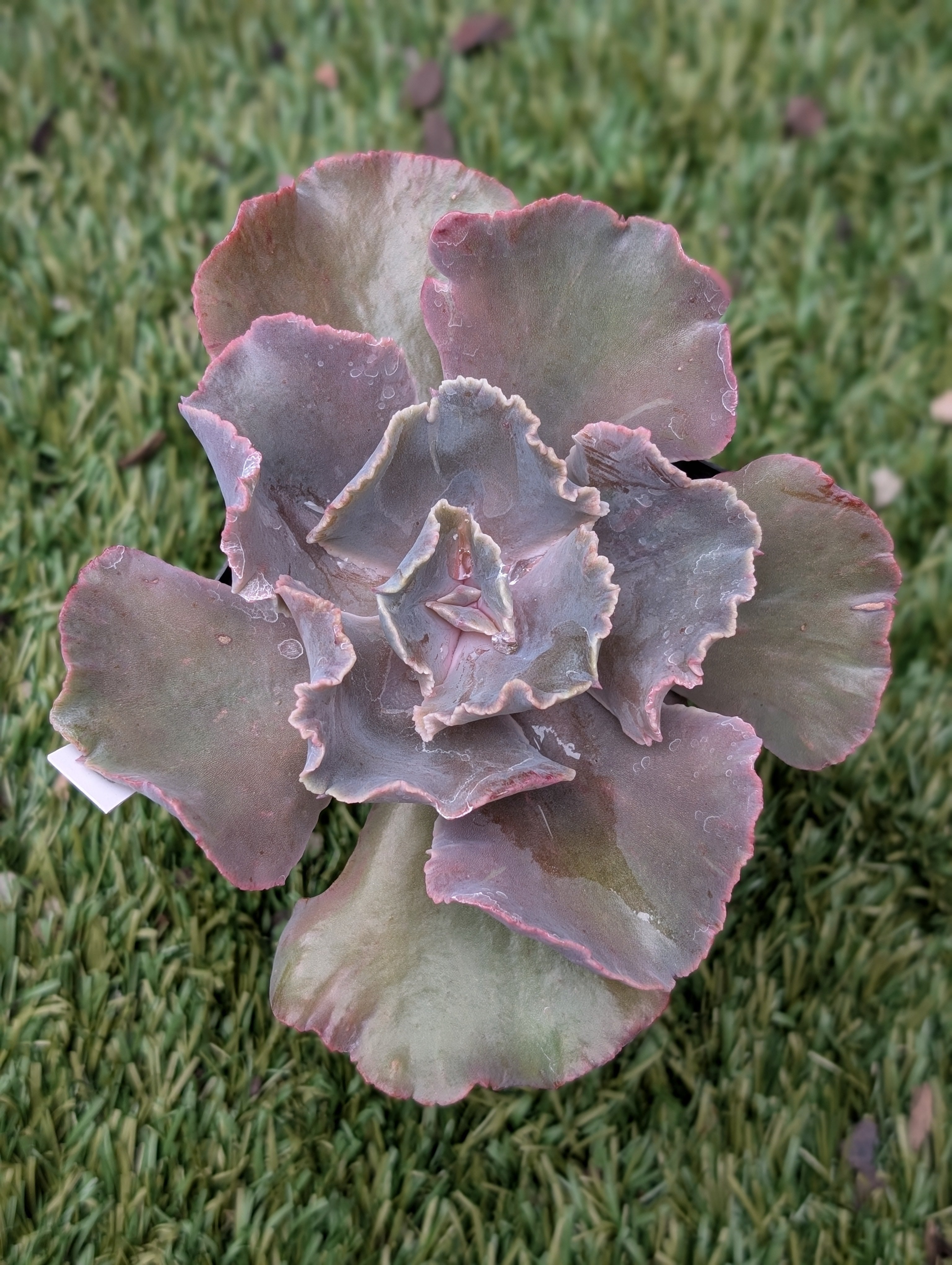 Echeveria Nebula