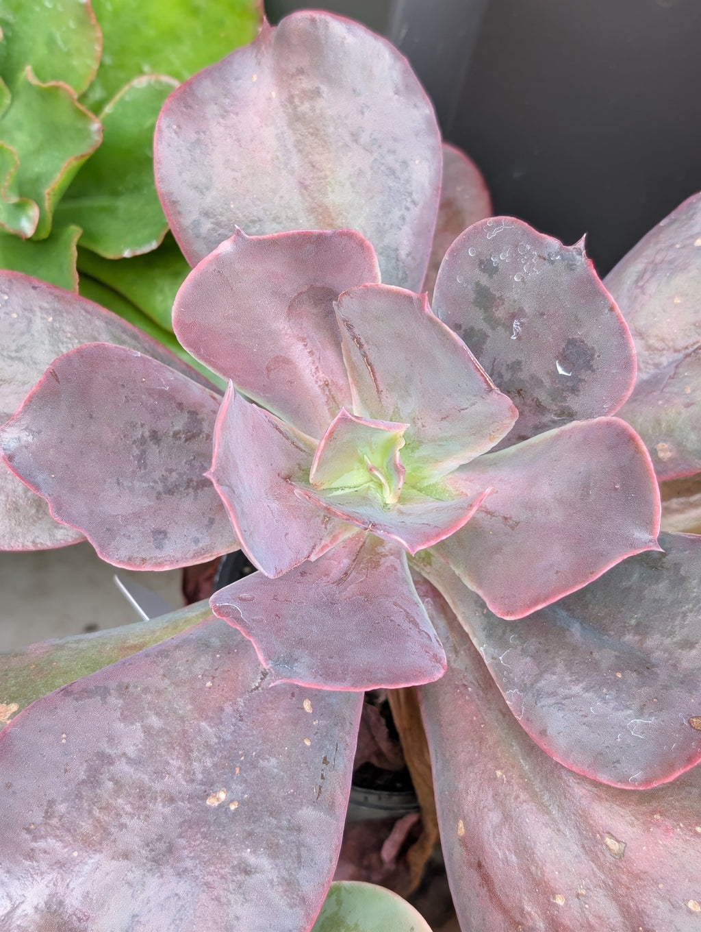 Echeveria Neda