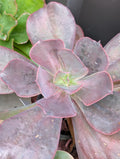 Echeveria Neda