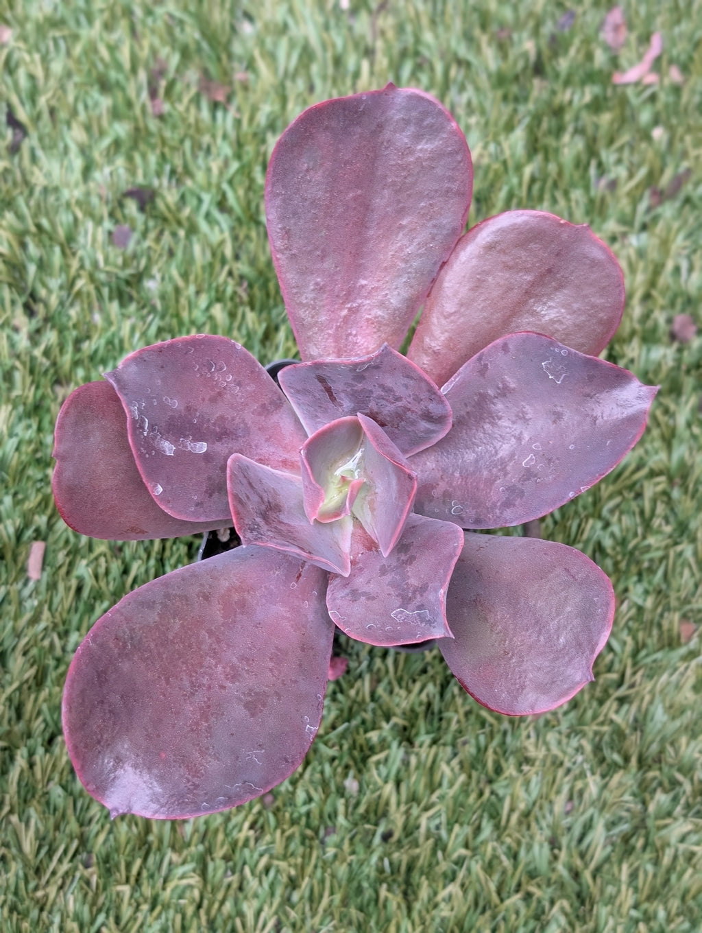 Echeveria Neda