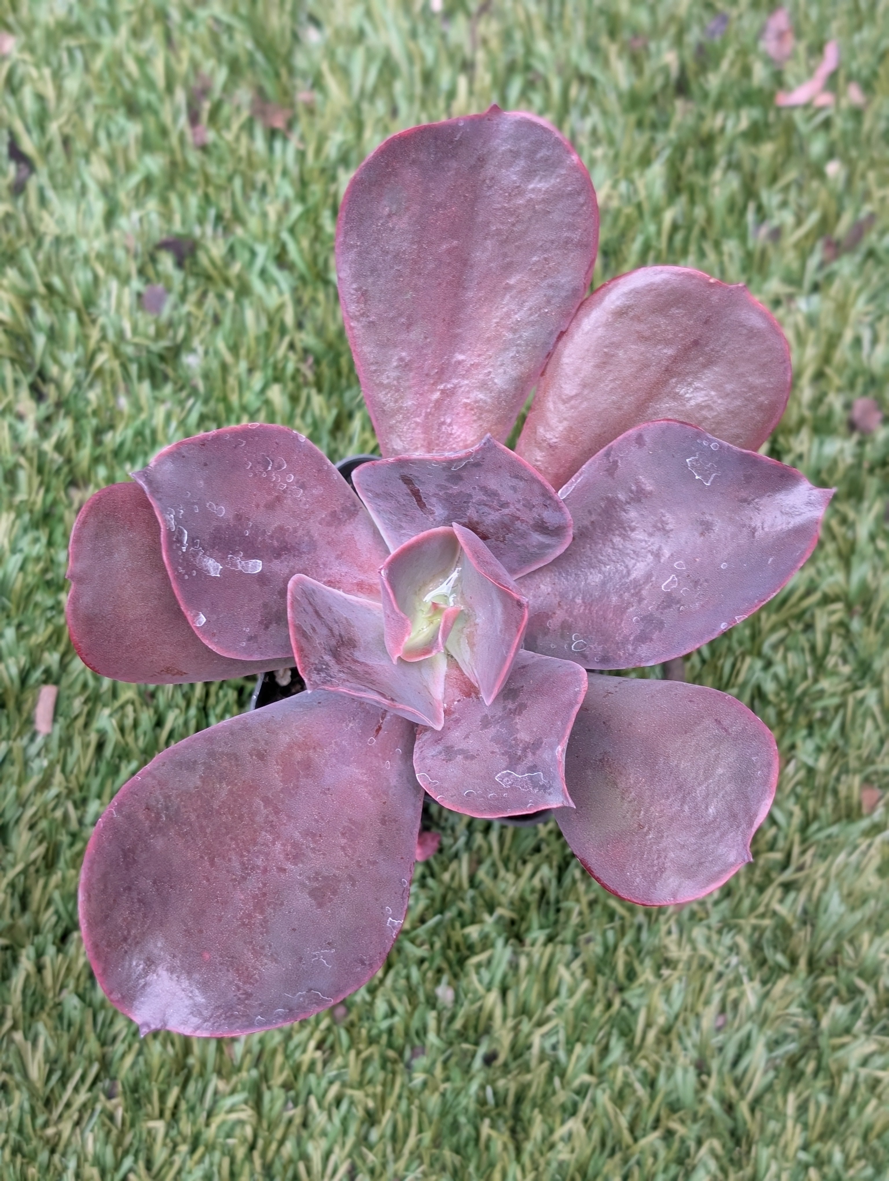 Echeveria Neda