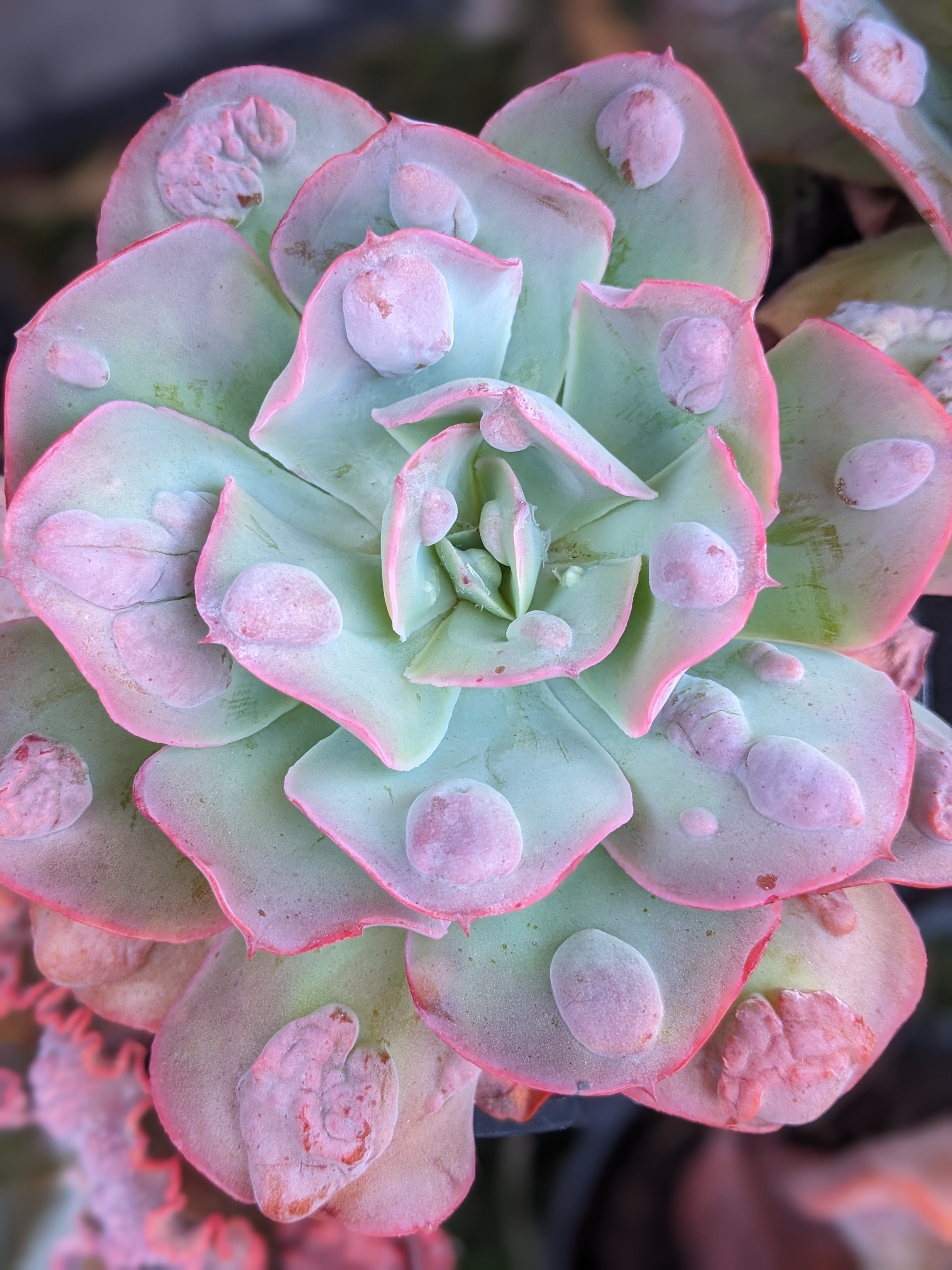 Echeveria New Heights