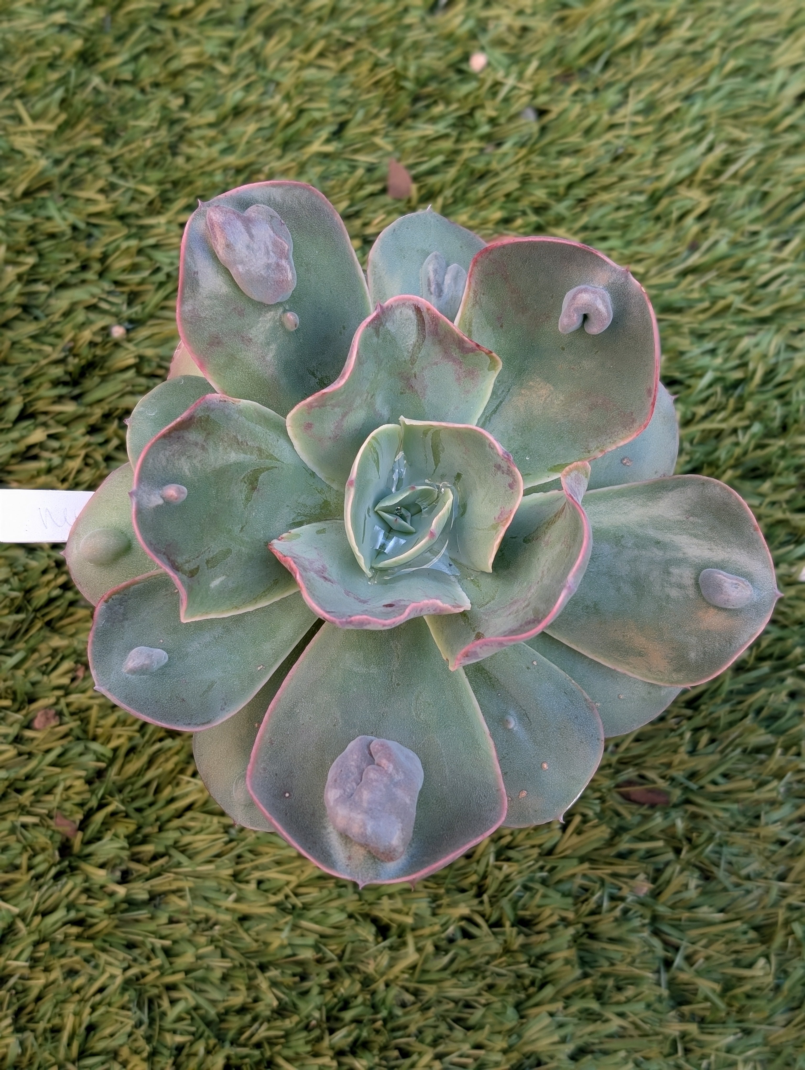 Echeveria New Heights
