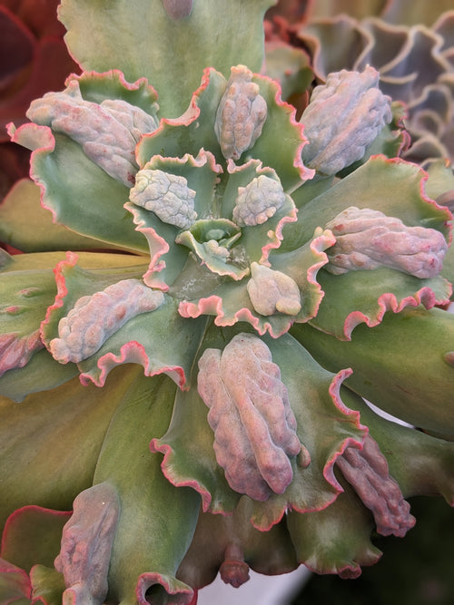 Echeveria Oceana