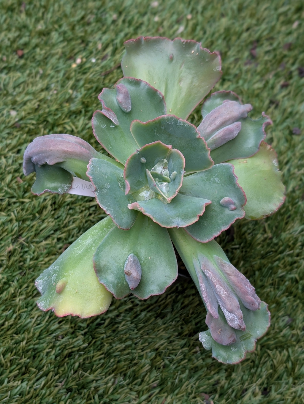 Echeveria Oceana