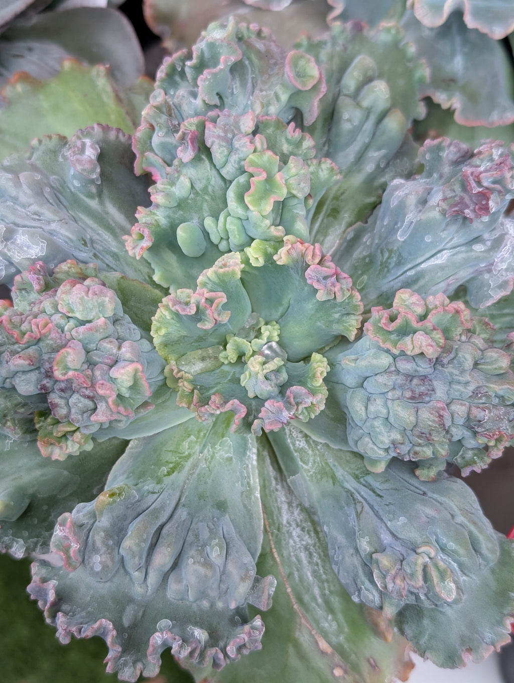 Echeveria Octans