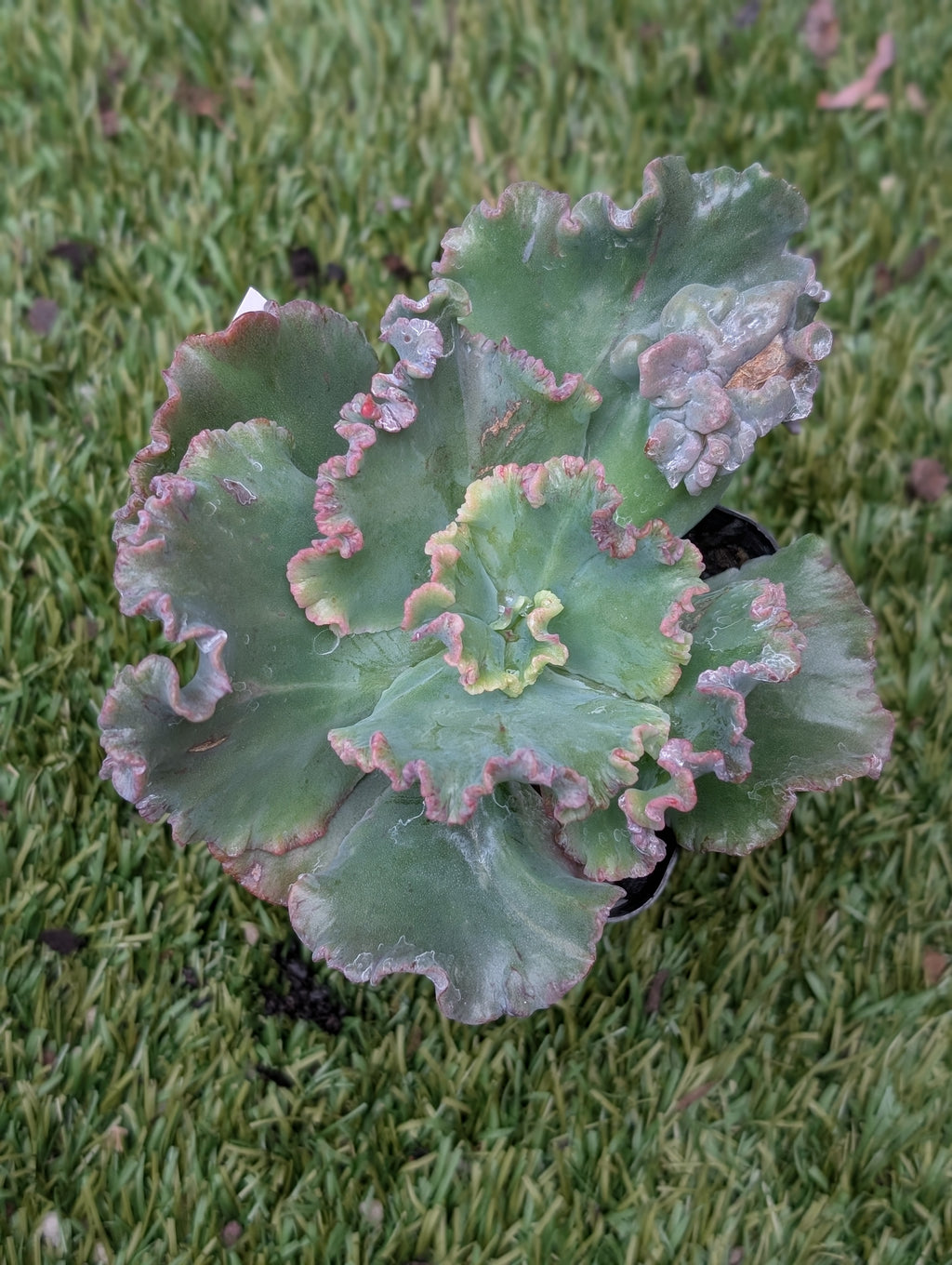Echeveria Octans