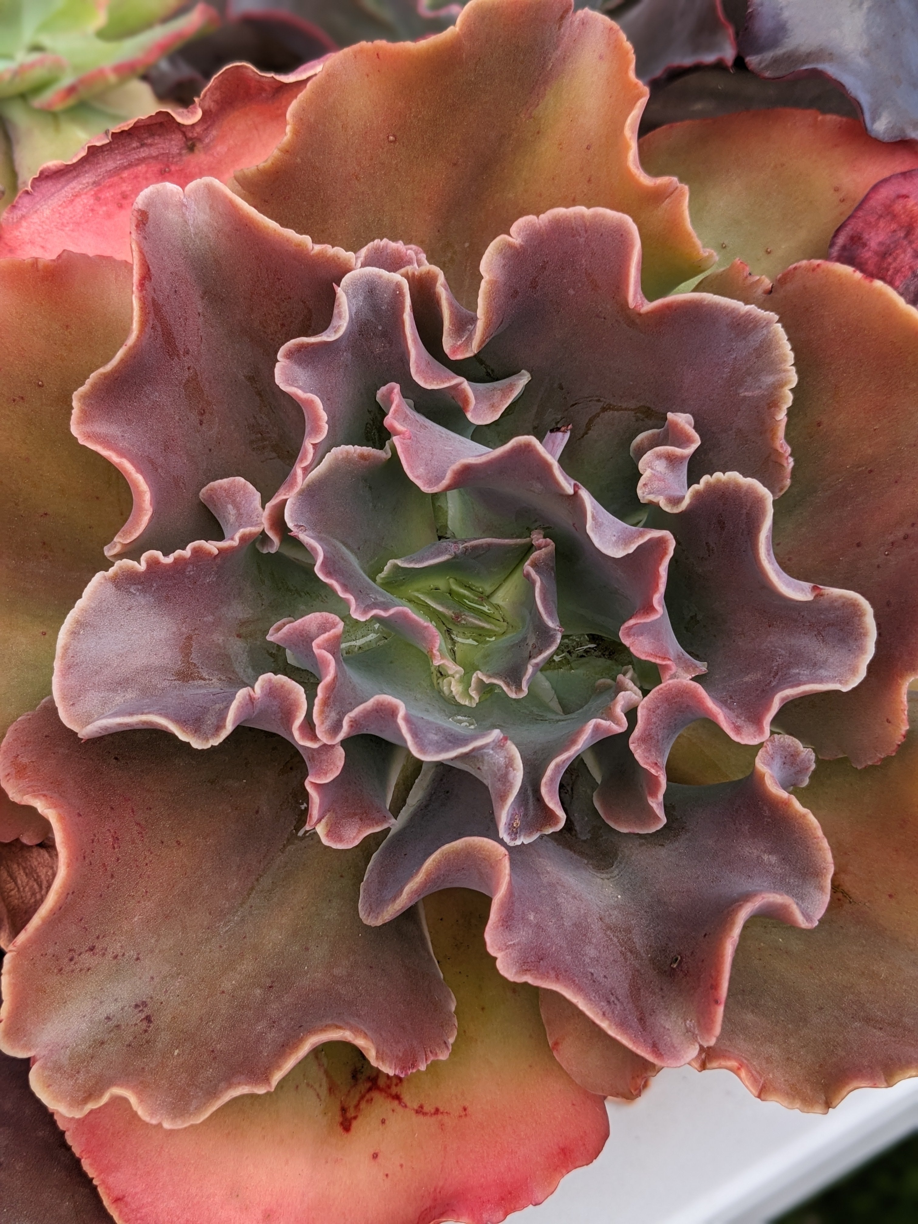 Echeveria Opal Dawn