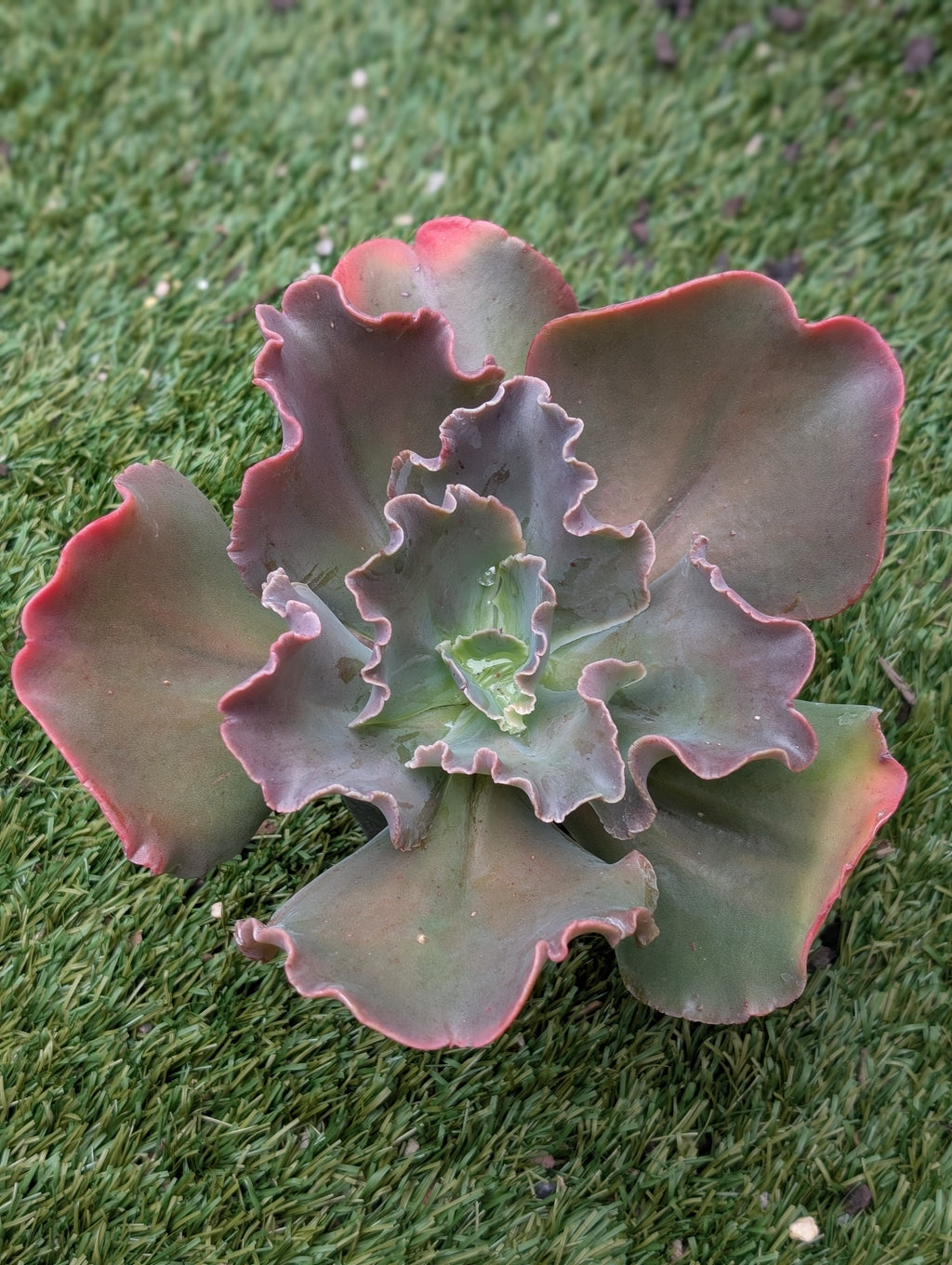 Echeveria Opal Dawn