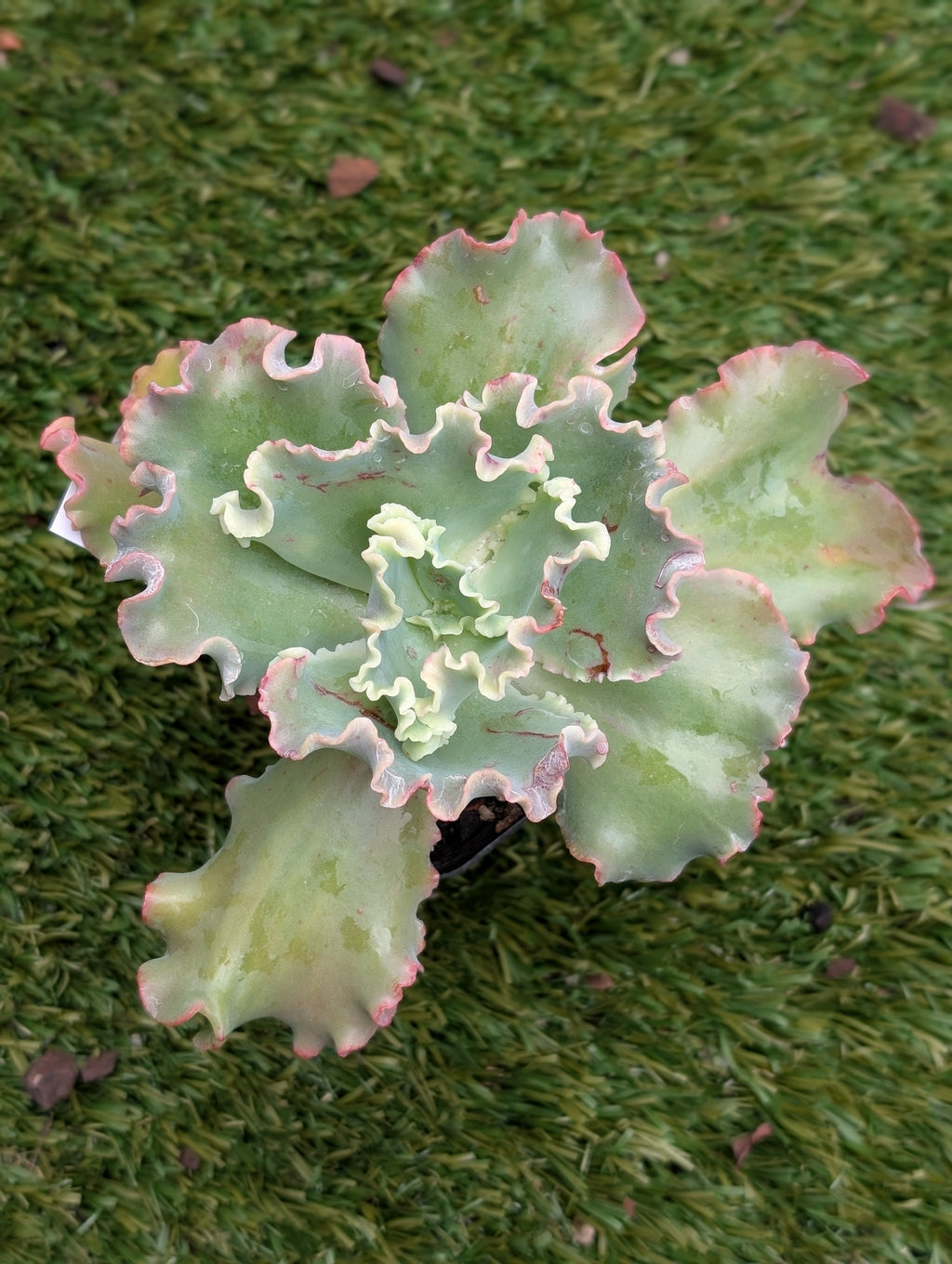 Echeveria Orana