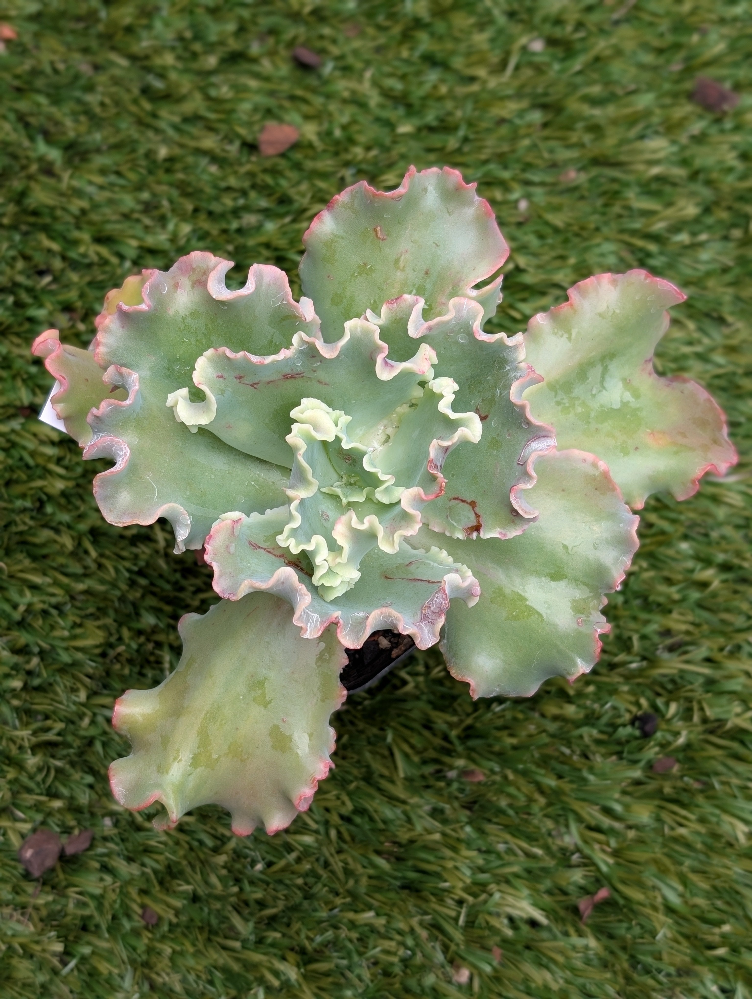 Echeveria Orana