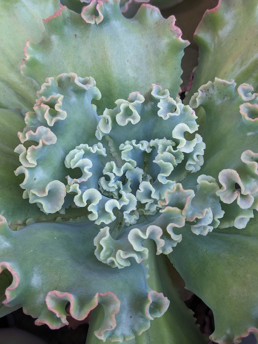 Echeveria Orana
