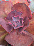 Echeveria Orchid Flare