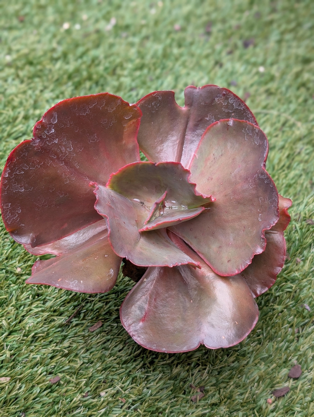 Echeveria Orchid Flare
