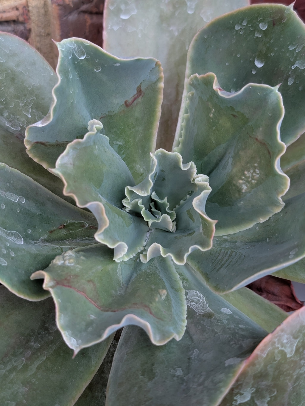 Echeveria Outer Space