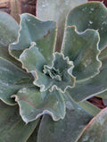 Echeveria Outer Space